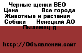 Черные щенки ВЕО › Цена ­ 5 000 - Все города Животные и растения » Собаки   . Ненецкий АО,Пылемец д.